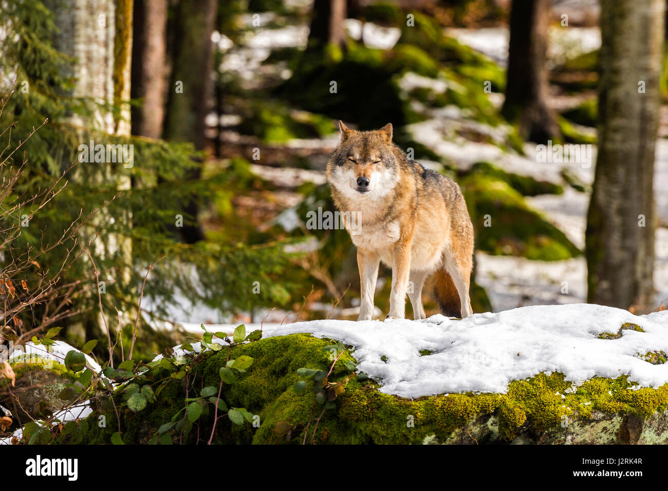Bellissimo singolo adulto Lupo (Canis lupus) maschio alfa illustrato chiacchiere minacciosamente da un punto di vista vantaggioso nella coperta di neve bosco in pieno inverno. Foto Stock