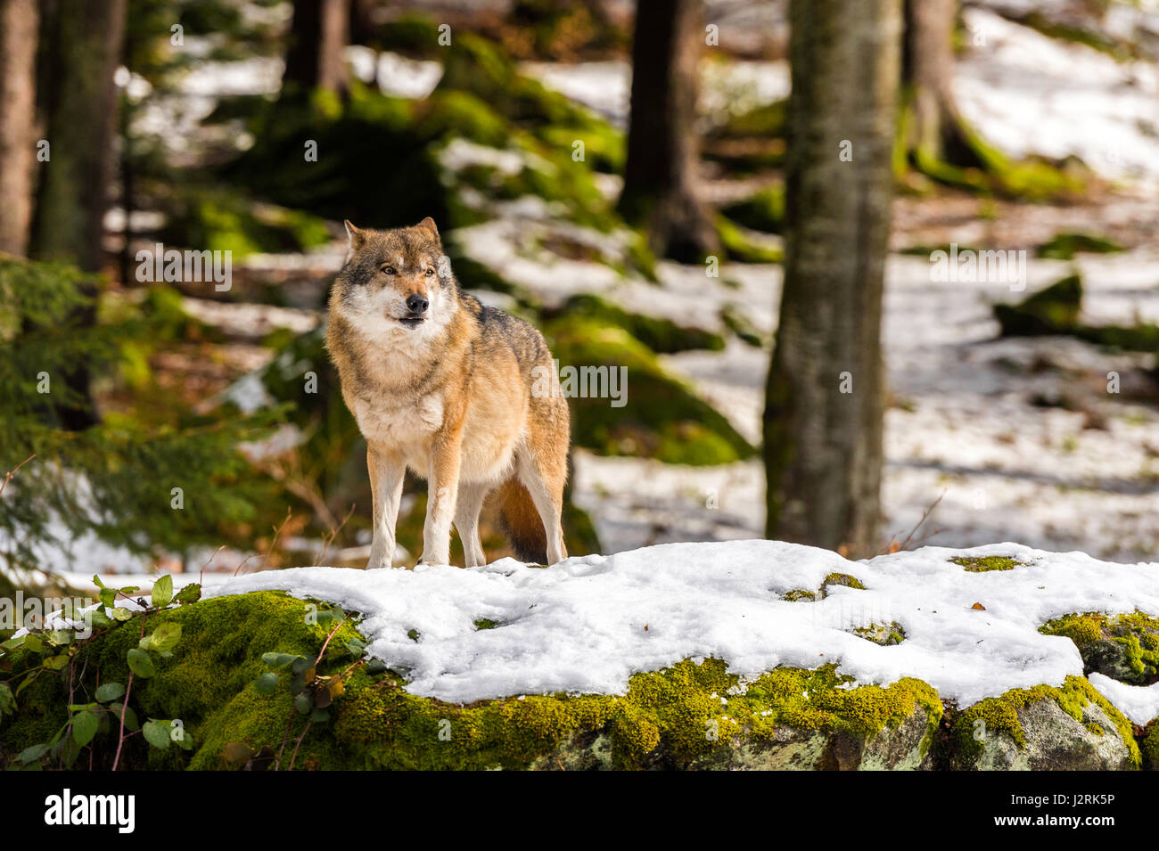 Bellissimo singolo adulto Lupo (Canis lupus) maschio alfa illustrato chiacchiere minacciosamente da un punto di vista vantaggioso nella coperta di neve bosco in pieno inverno. Foto Stock