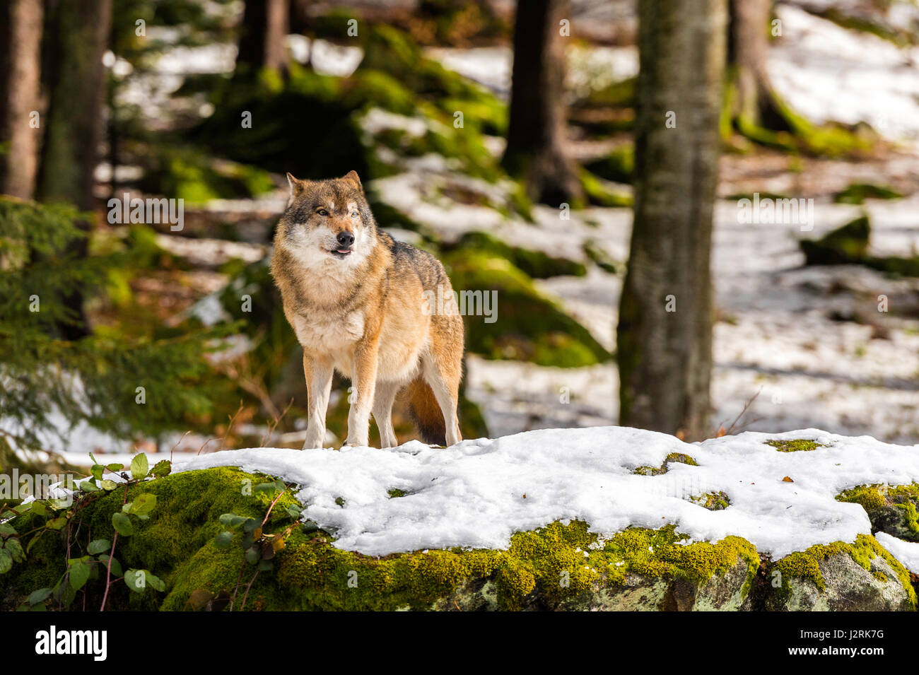 Bellissimo singolo adulto Lupo (Canis lupus) maschio alfa illustrato chiacchiere minacciosamente da un punto di vista vantaggioso nella coperta di neve bosco in pieno inverno. Foto Stock