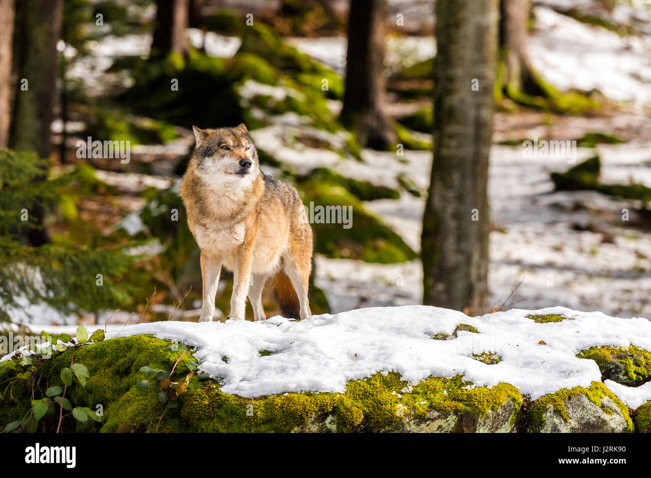 Bellissimo singolo adulto Lupo (Canis lupus) maschio alfa illustrato chiacchiere minacciosamente da un punto di vista vantaggioso nella coperta di neve bosco in pieno inverno. Foto Stock