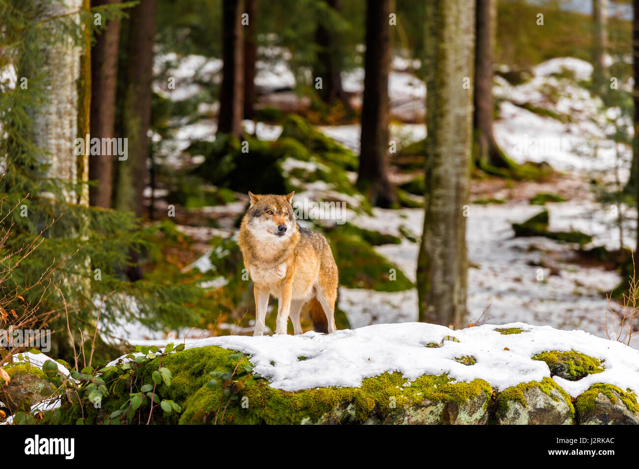 Bellissimo singolo adulto Lupo (Canis lupus) maschio alfa illustrato chiacchiere minacciosamente da un punto di vista vantaggioso nella coperta di neve bosco in pieno inverno. Foto Stock