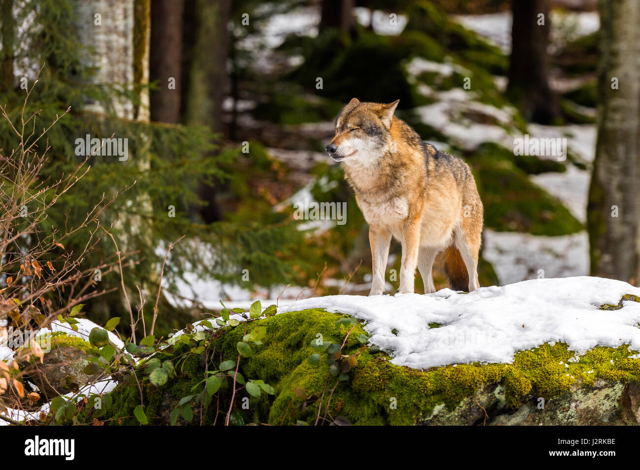 Bellissimo singolo adulto Lupo (Canis lupus) maschio alfa illustrato chiacchiere minacciosamente da un punto di vista vantaggioso nella coperta di neve bosco in pieno inverno. Foto Stock