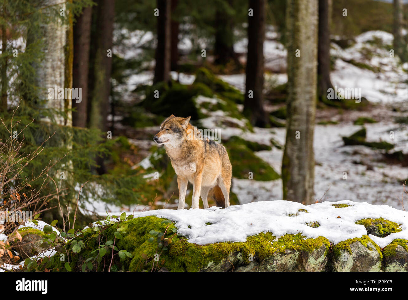 Bellissimo singolo adulto Lupo (Canis lupus) maschio alfa illustrato chiacchiere minacciosamente da un punto di vista vantaggioso nella coperta di neve bosco in pieno inverno. Foto Stock