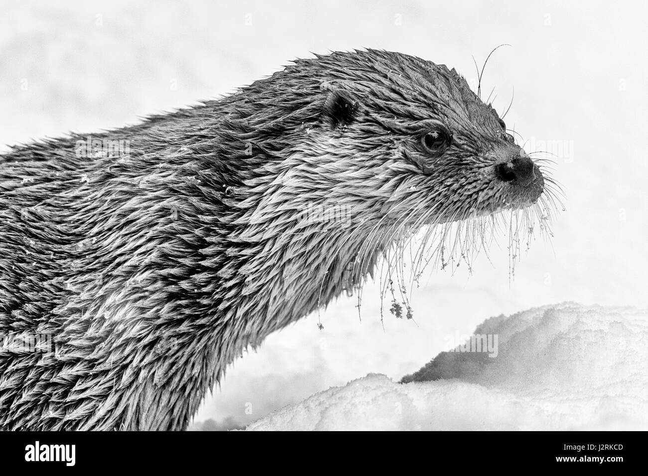 Bella lontra eurasiatica (Lutra lutra) rappresentata con baffi congelati in un inverno snow drift. (Arte, alta chiave, in bianco e nero) Foto Stock