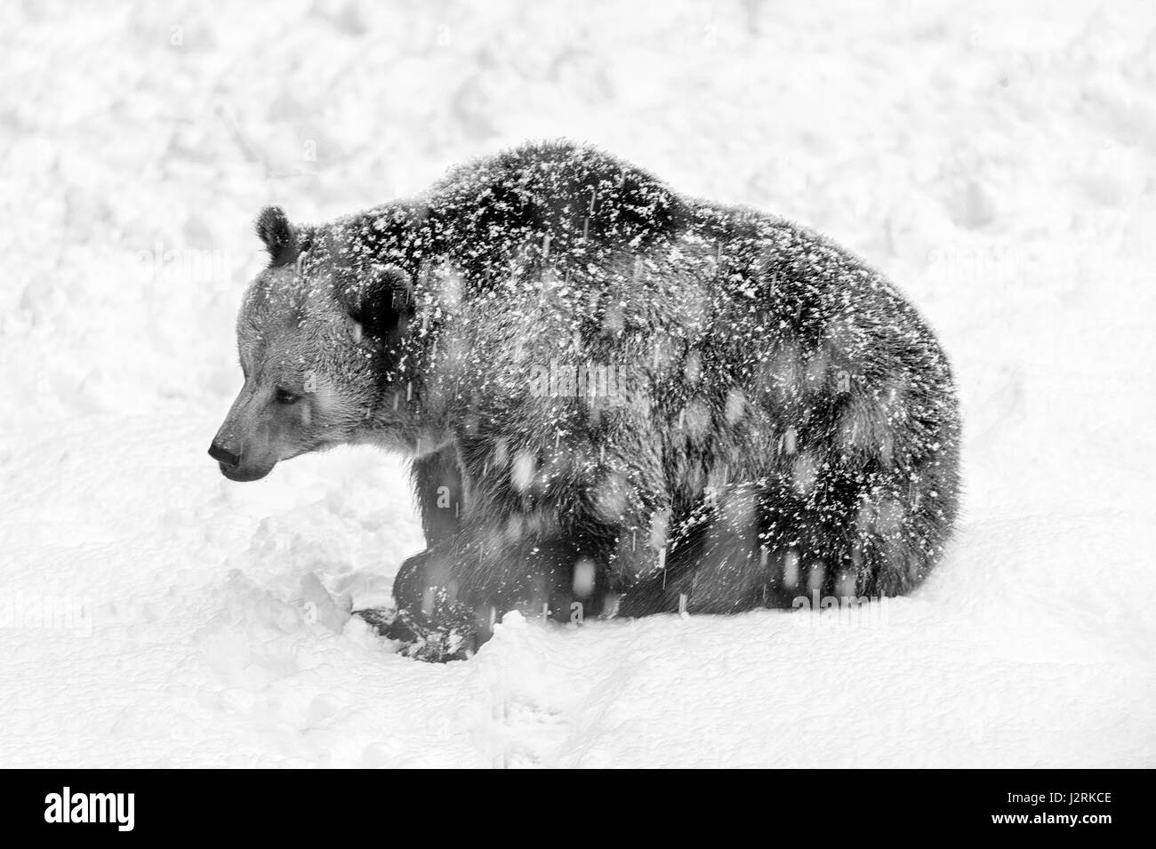 Unico adulto femmina Eurasian l'orso bruno (Ursus arctos) raffigurato seduto in un inverno tempesta di neve. (Arte, alta chiave, in bianco e nero) Foto Stock