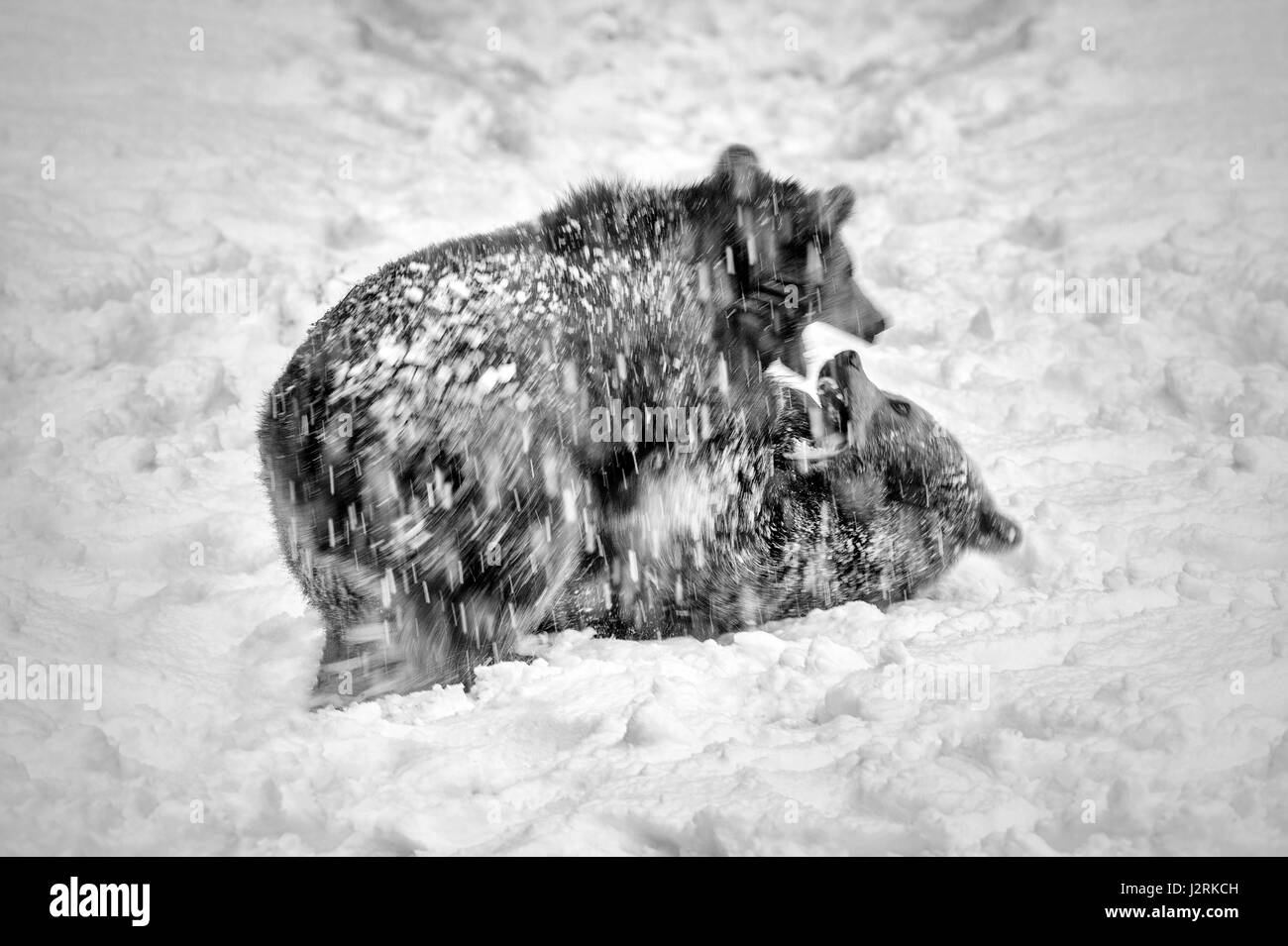 Coppia di Eurasian Orso Bruno Lupetti (Ursus arctos) svolgono combattimenti in inverno una tempesta di neve. (Arte, alta chiave, in bianco e nero) Foto Stock