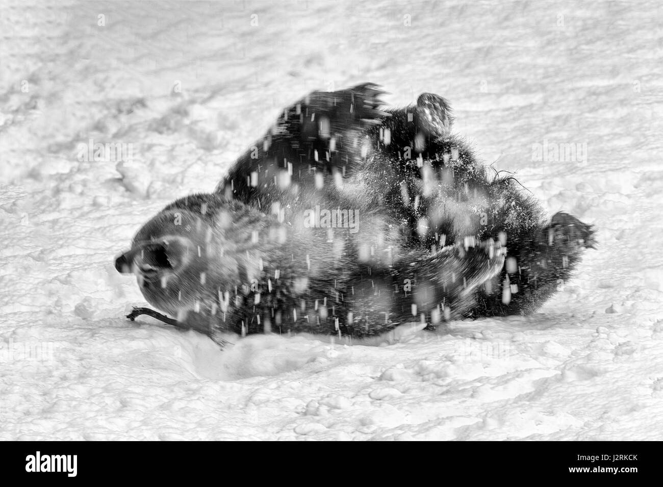 Unico adulto femmina Eurasian l'orso bruno (Ursus arctos) scorazzare in un inverno tempesta di neve. (Arte, alta chiave, in bianco e nero) Foto Stock