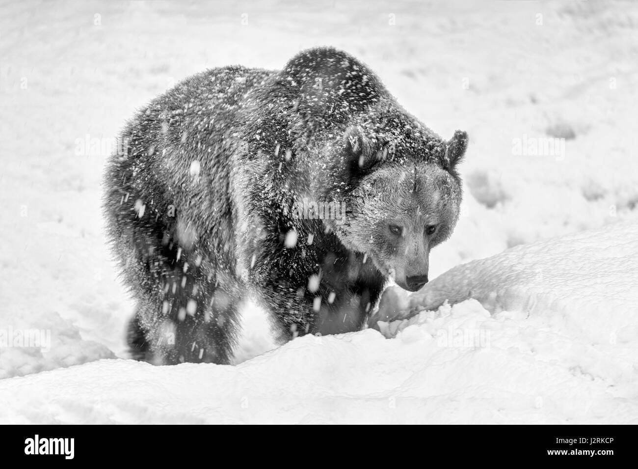 Unico adulto femmina Eurasian l'orso bruno (Ursus arctos) serpeggianti in inverno una tempesta di neve. (Arte, alta chiave, in bianco e nero) Foto Stock