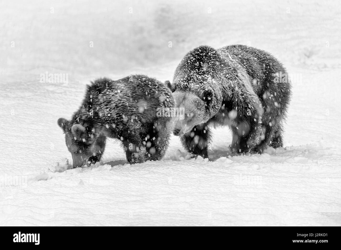 Unico adulto femmina Eurasian orso bruno e Cub (Ursus arctos) scorazzare in un inverno tempesta di neve. (Arte, alta chiave, in bianco e nero) Foto Stock