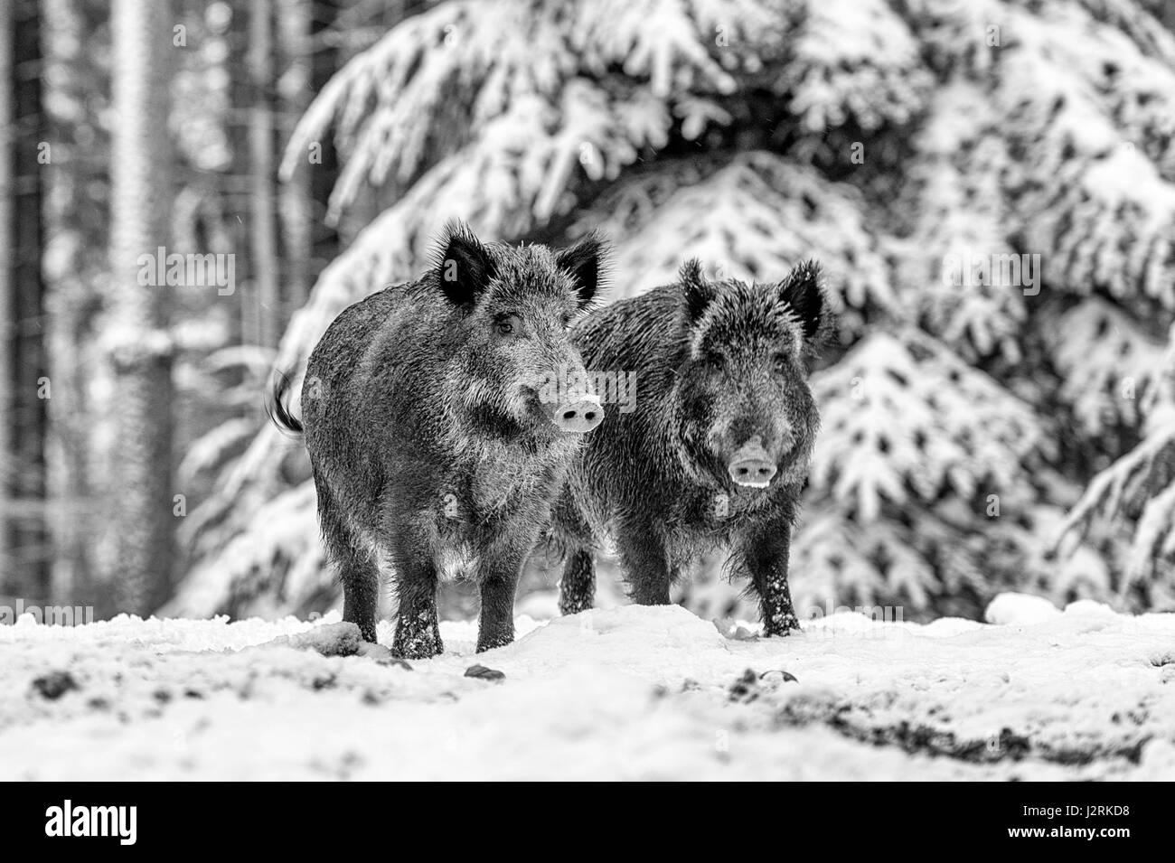 Coppia di Eurasian il cinghiale (Sus scrofa) massa permanente in una coperta di neve bosco in pieno inverno, (Arte, alta chiave, in bianco e nero) Foto Stock