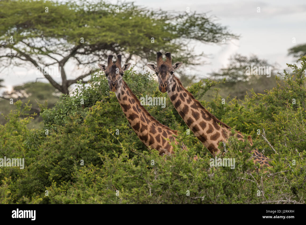 Masai giraffe, Tanzania Foto Stock