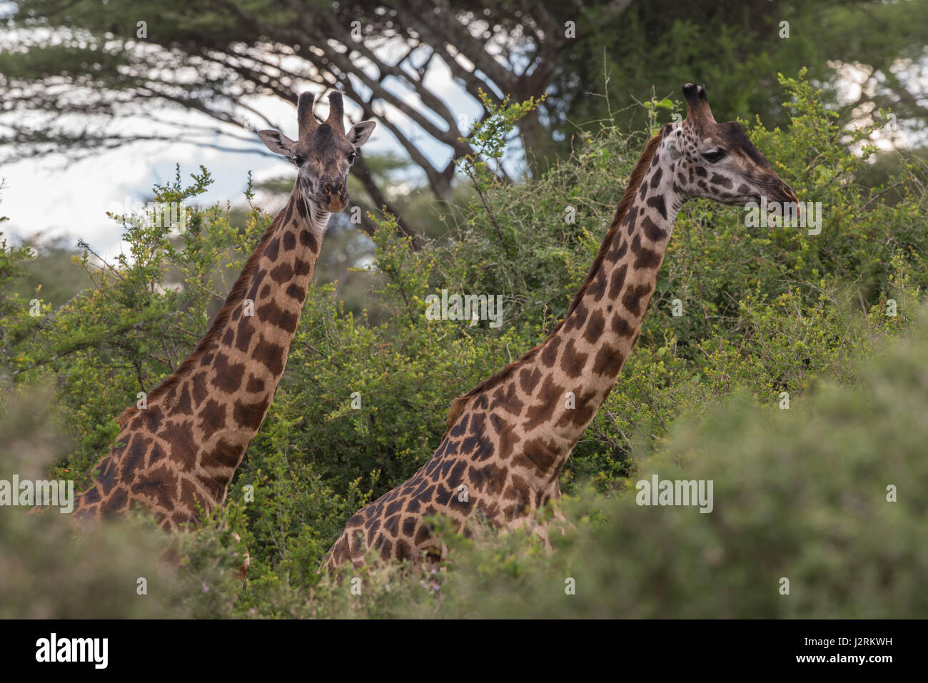Masai giraffe, Tanzania Foto Stock
