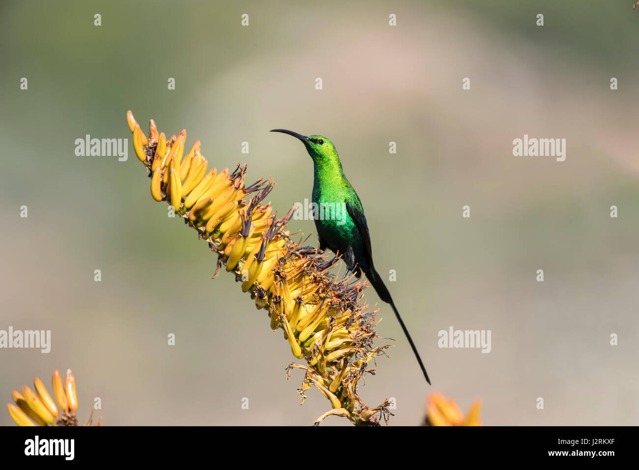 Malachite sunbird (Nectarinia famosa), maschio, provincia di Western Cape, Sud Africa Foto Stock