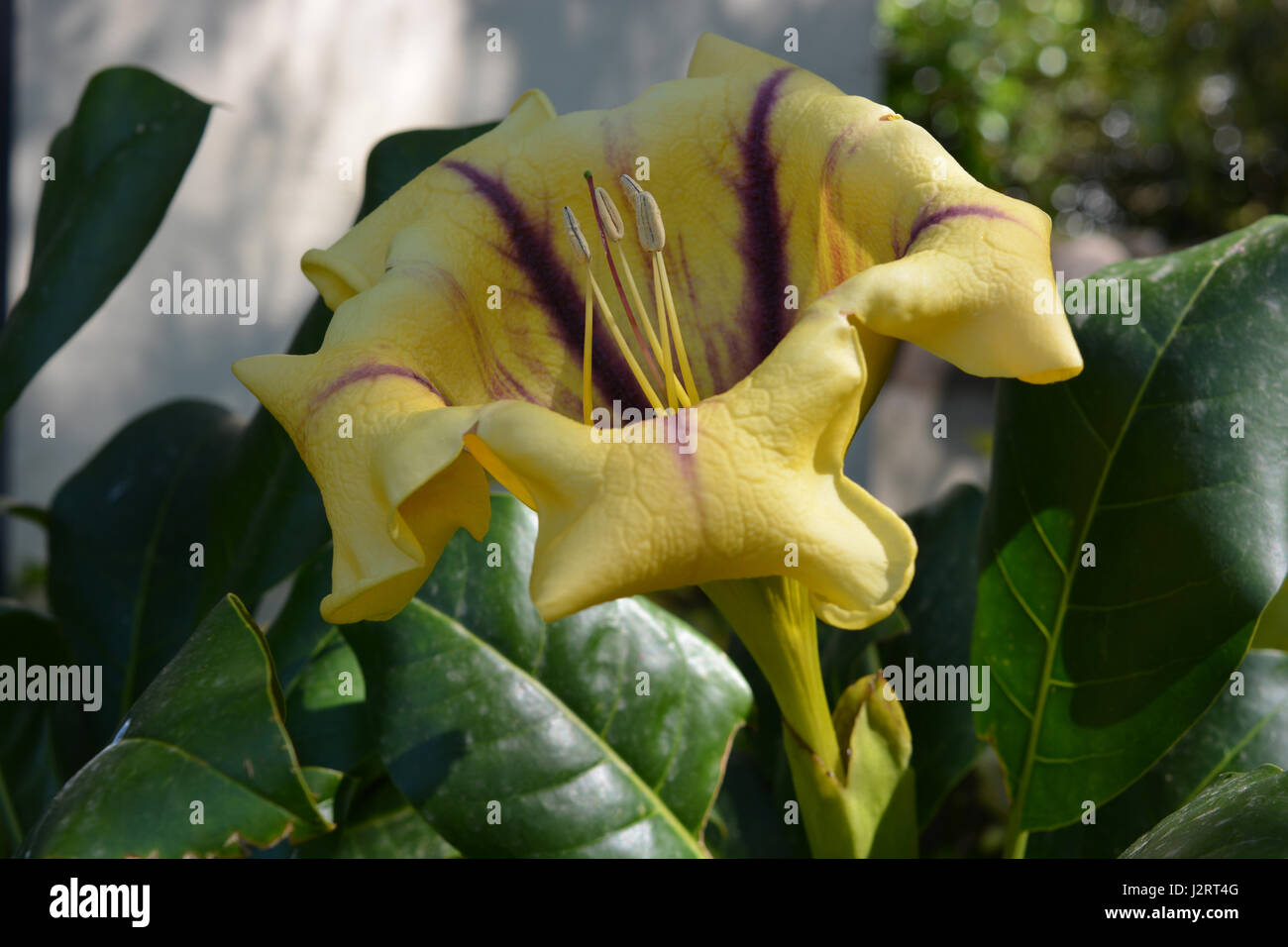 Tazza d'oro della vigna, Solandra maxima Foto Stock