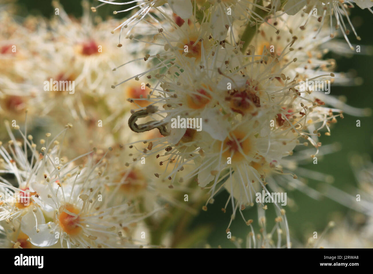 Urbano di Toronto ecosistema naturale. Biancospino arbusto crescente selvatici in un burrone di Toronto. Piccolo caterpillar è visto alimentando il nettare dai fiori. Foto Stock