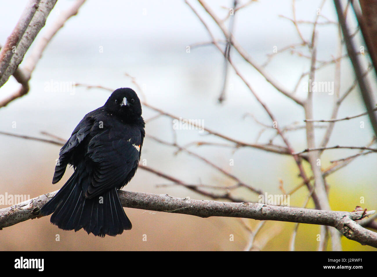 Rosso-winged Blackbird. Un maschio blackbird guarda direttamente sulla sua spalla nella fotocamera come paparazzi di cattura lui parzialmente durante il suo rituale di corteggiamento. Foto Stock