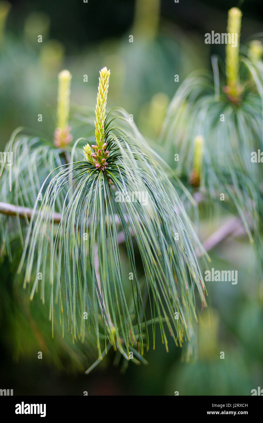 I giovani la crescita di Holford pine (Pinus x holfordiana) con uno sfondo sfocato crescente in posizione di parcheggio Foto Stock