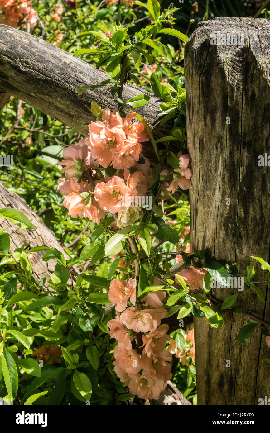 Close up di Mela Cotogna fiori nel giardino di Shakespeare, NYC, STATI UNITI D'AMERICA Foto Stock