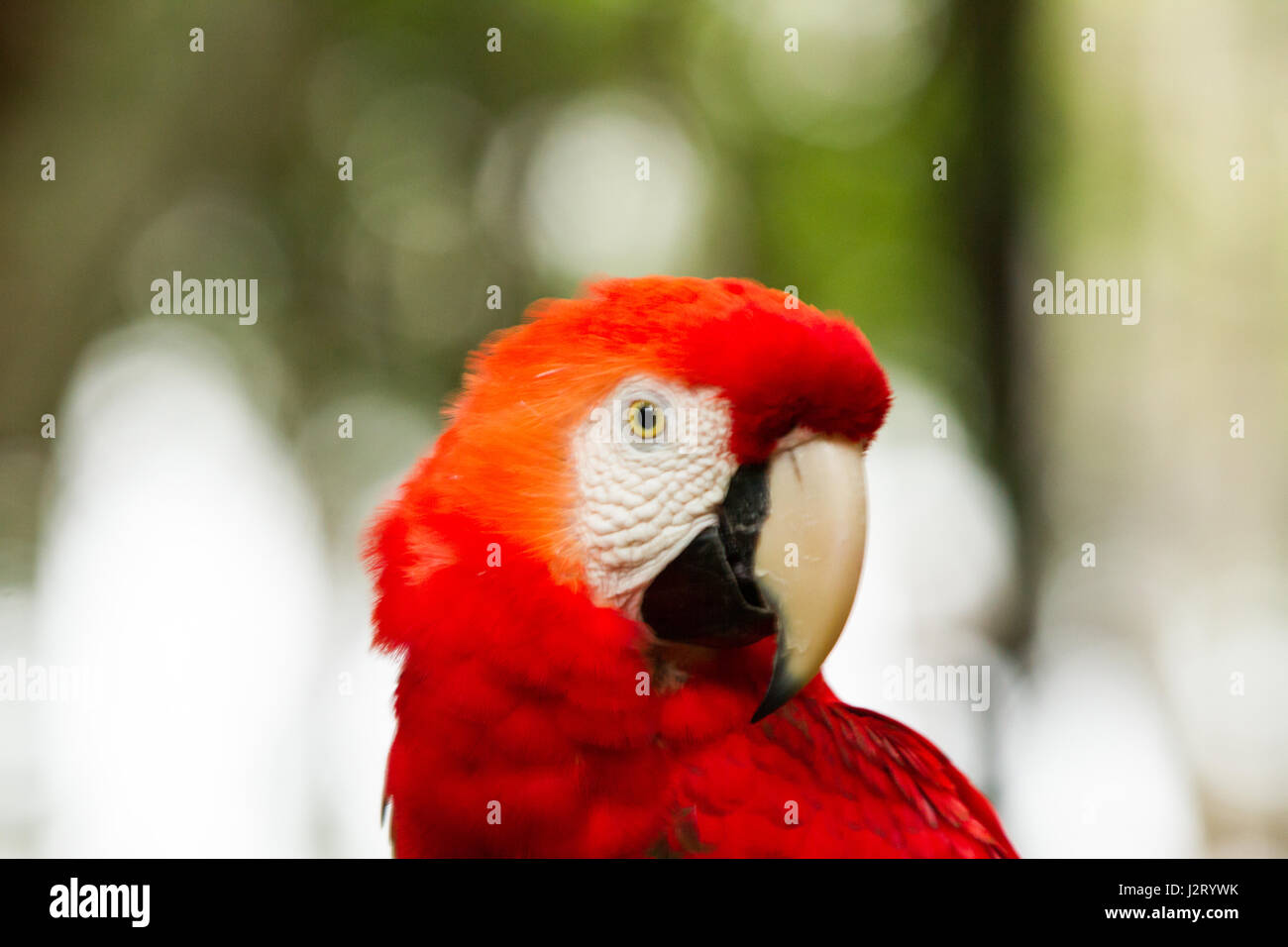 Il verde-winged macaw, noto anche come il rosso e il verde macaw - grandi, perlopiù-red macaw del genere Ara, originario del Sud America. Foto Stock