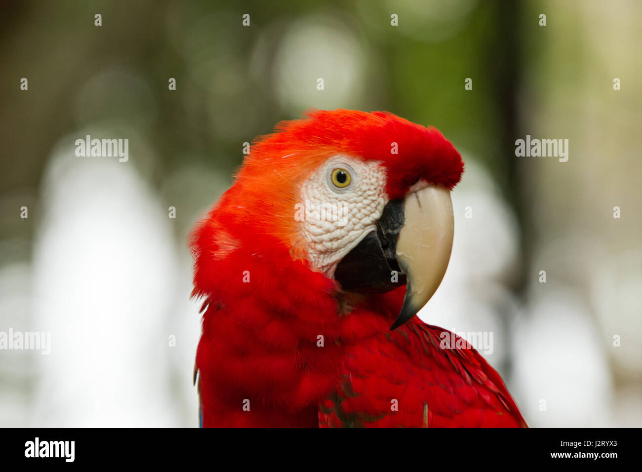 Il verde-winged macaw, noto anche come il rosso e il verde macaw - grandi, perlopiù-red macaw del genere Ara, originario del Sud America. Foto Stock