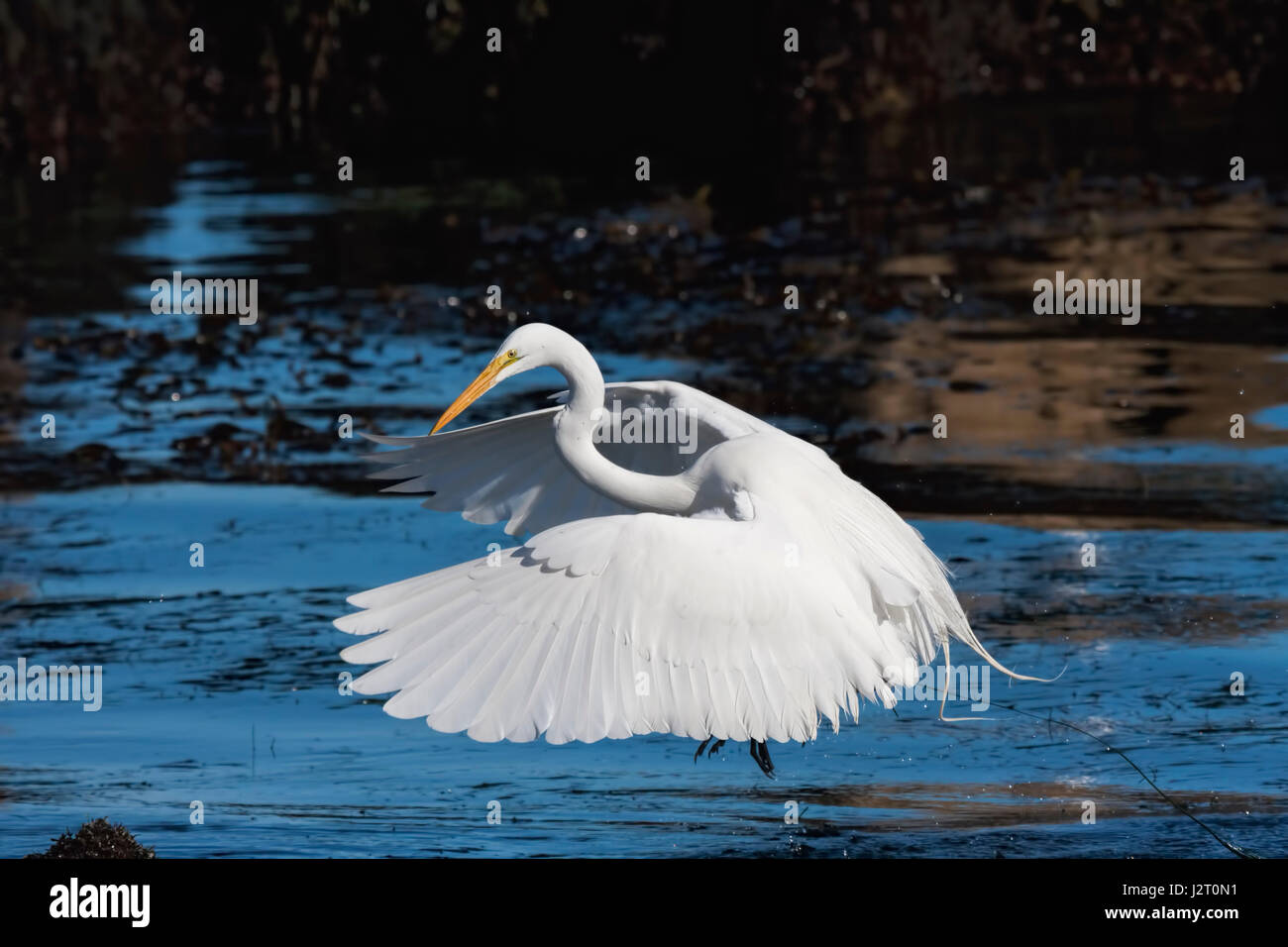 Great White Egret atterra sulla superficie dell'oceano in California. Foto Stock