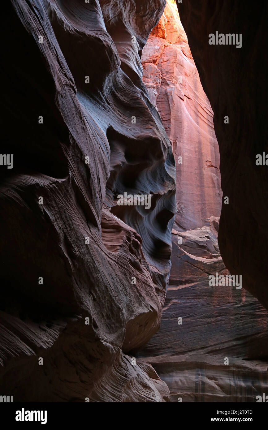 La bellezza del Gulch daino, situato nel sud dello Utah, è una delle più lunghe slot canyon del mondo. Foto Stock