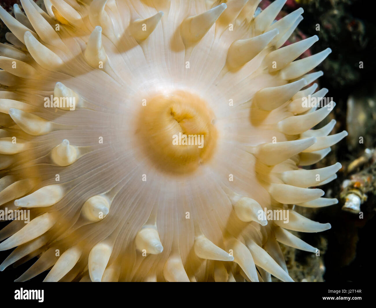 Un selvatico anemone marittimo fotografato mentre scuba diving nelle fredde acque del Pacifico della Columbia Britannica. Foto Stock