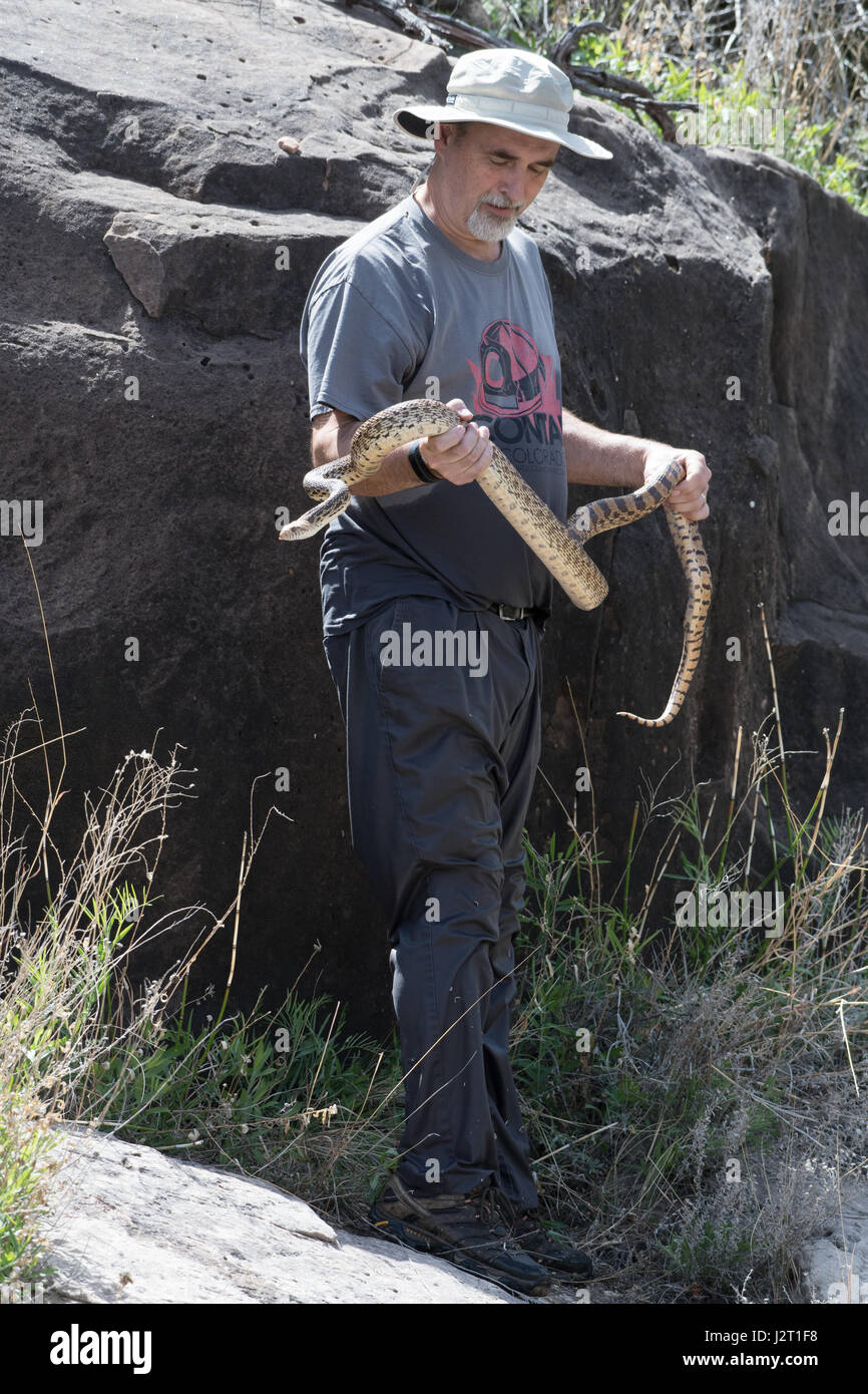Grande serpente Gopher, (Pituophis catenifer), Santa Rosa lago, Guadalupe Co., New Mexico, negli Stati Uniti. Foto Stock