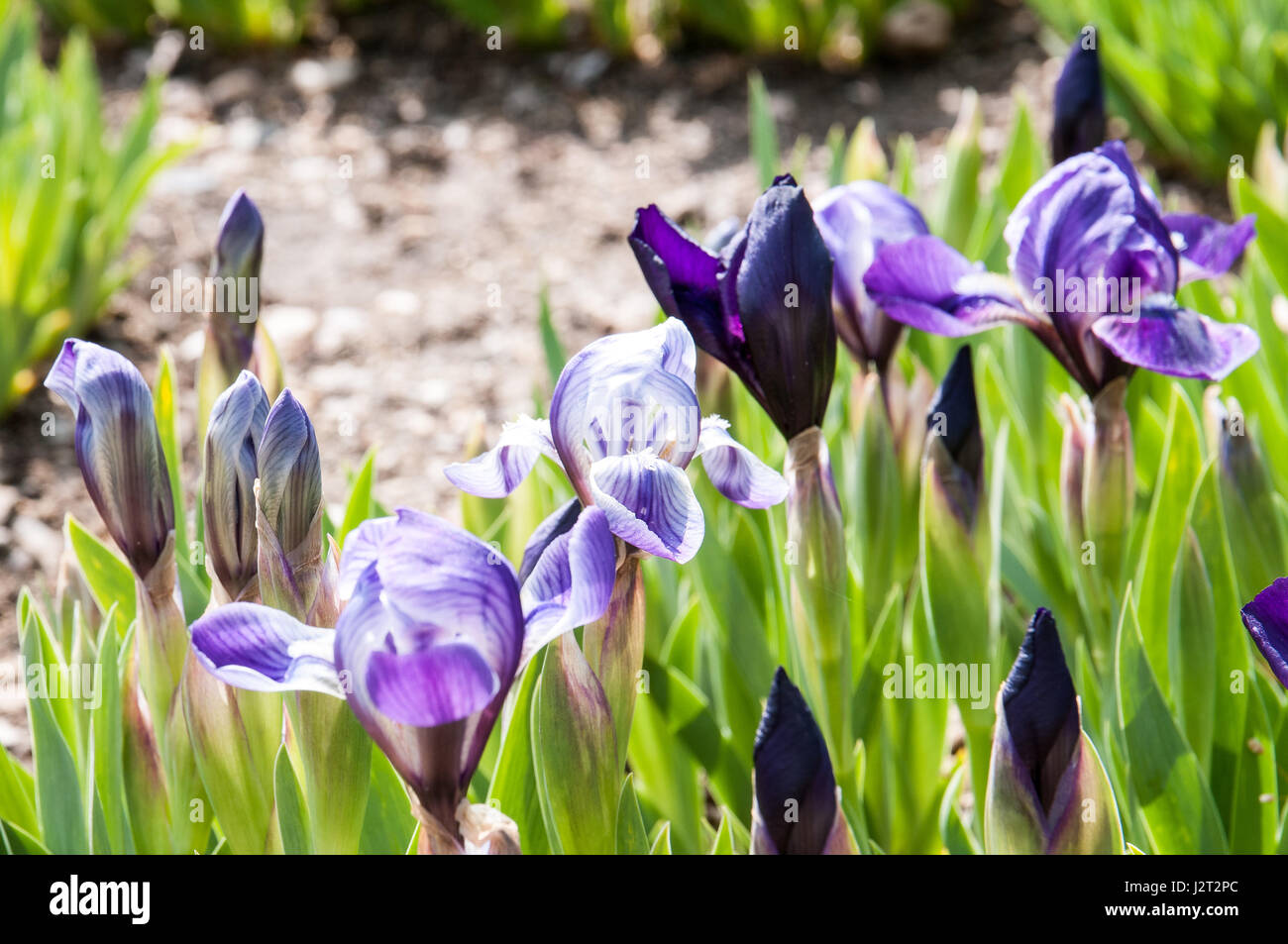 Iris è un genere di piante monocotiledoni della famiglia Iridaceae. Il nome  latino del genere deriva dalla dea greca Foto stock - Alamy