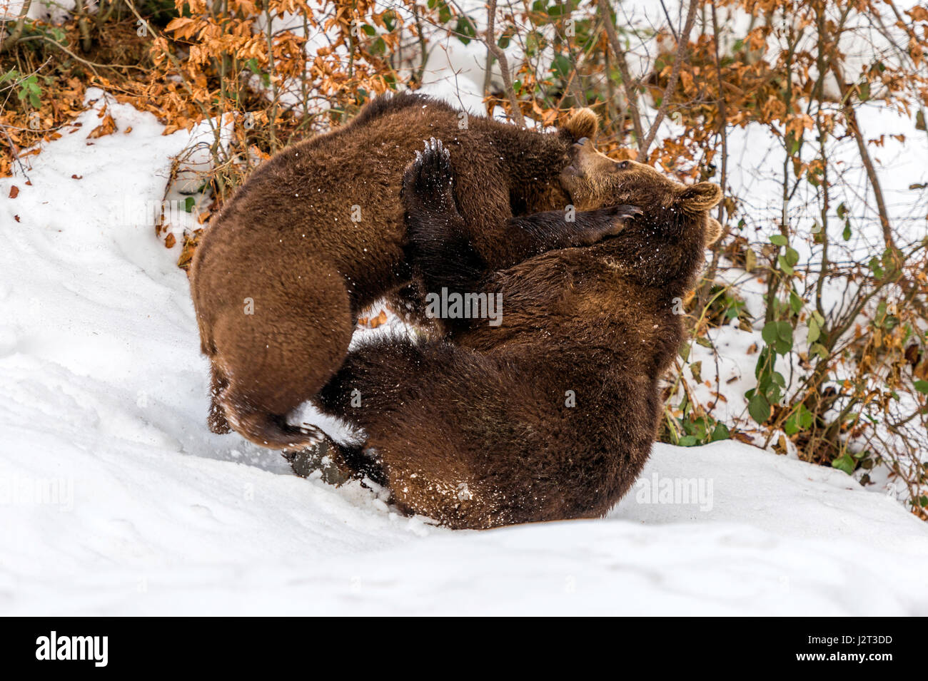 Coppia di Eurasian Orso Bruno Lupetti (Ursus arctos) riprodurre il combattimento in una winter snow drift. Foto Stock