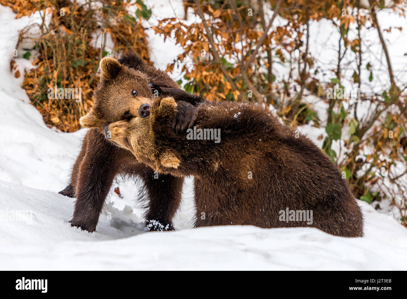 Coppia di Eurasian Orso Bruno Lupetti (Ursus arctos) riprodurre il combattimento in una winter snow drift. Foto Stock