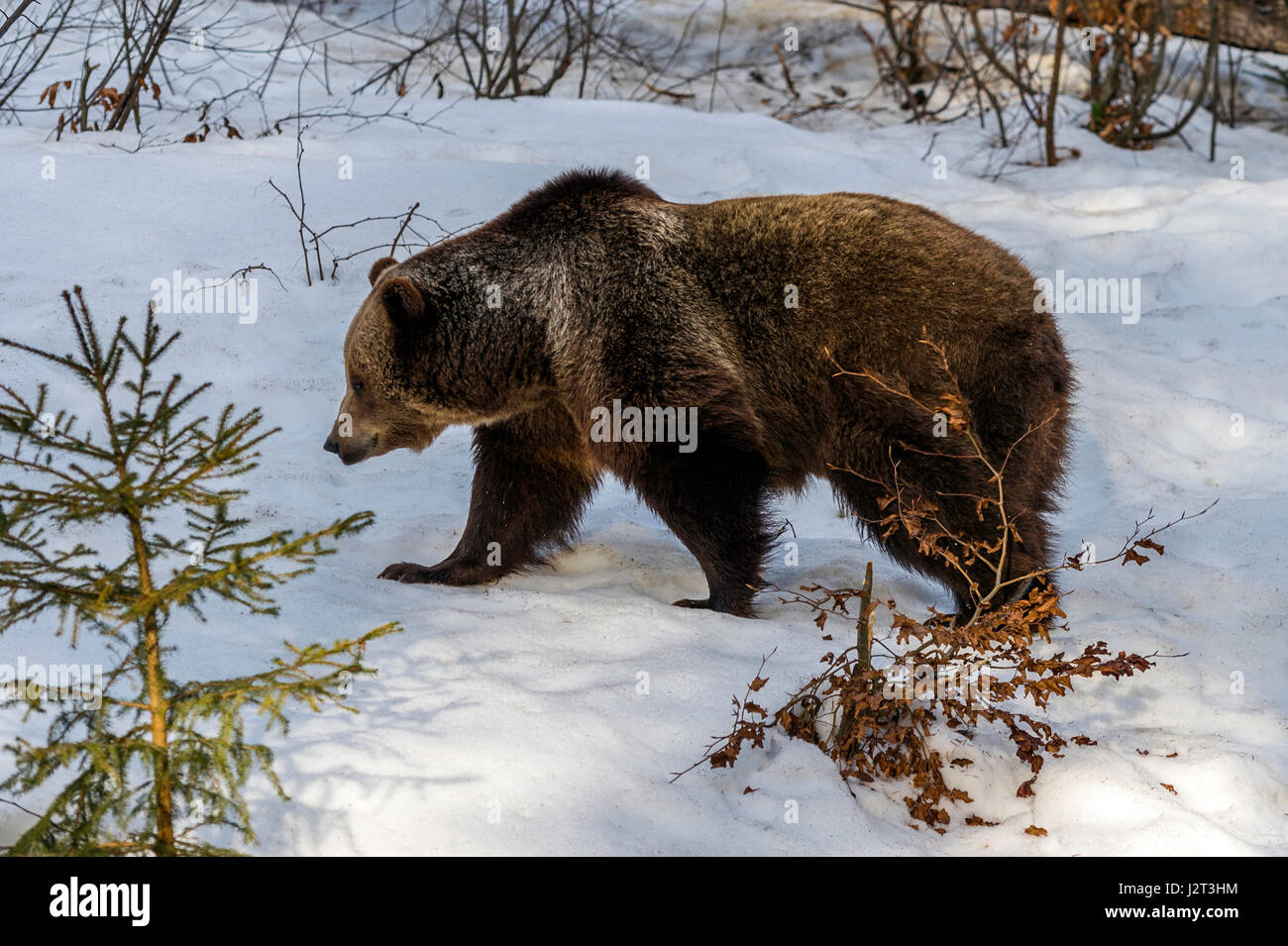 Unico adulto femmina Eurasian l'orso bruno (Ursus arctos) serpeggianti in inverno una tempesta di neve. Foto Stock