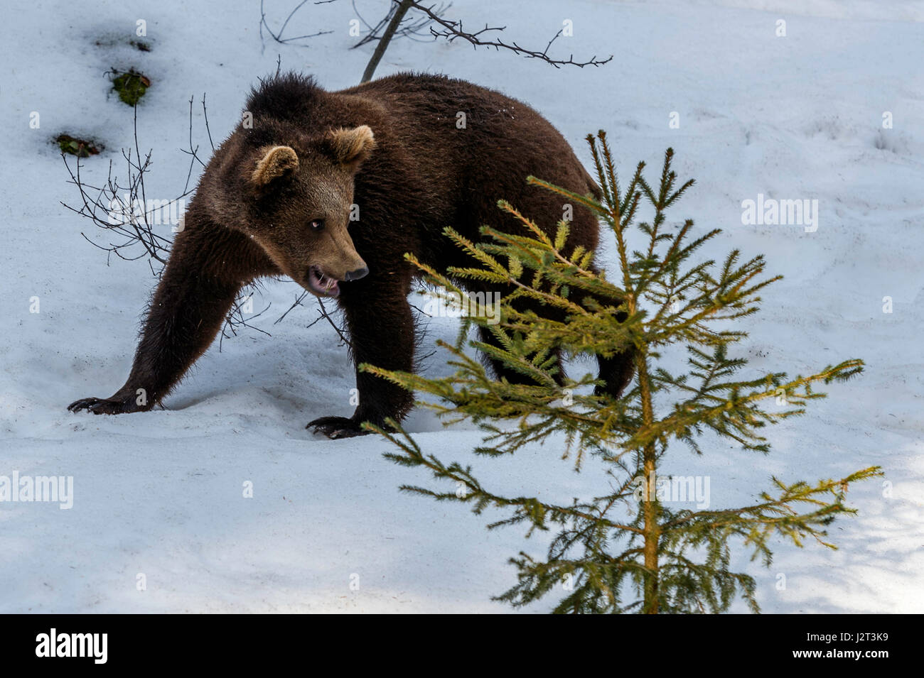 Giovani Eurasian Brown Bear Cub (Ursus arctos) rappresentata rovistando in un inverno tempesta di neve. Foto Stock