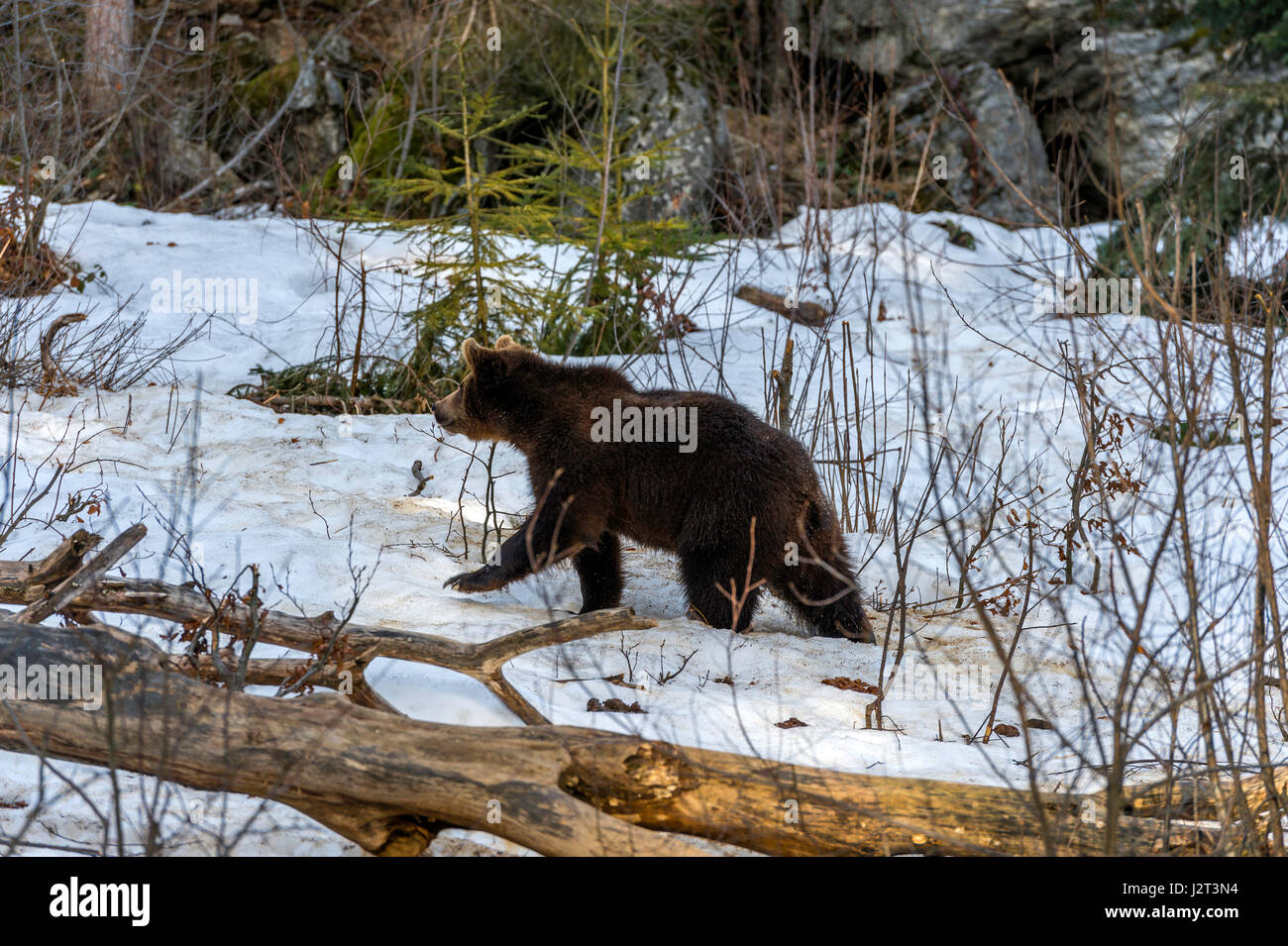 Giovani Eurasian Brown Bear Cub (Ursus arctos) rappresentata rovistando in un inverno tempesta di neve. Foto Stock