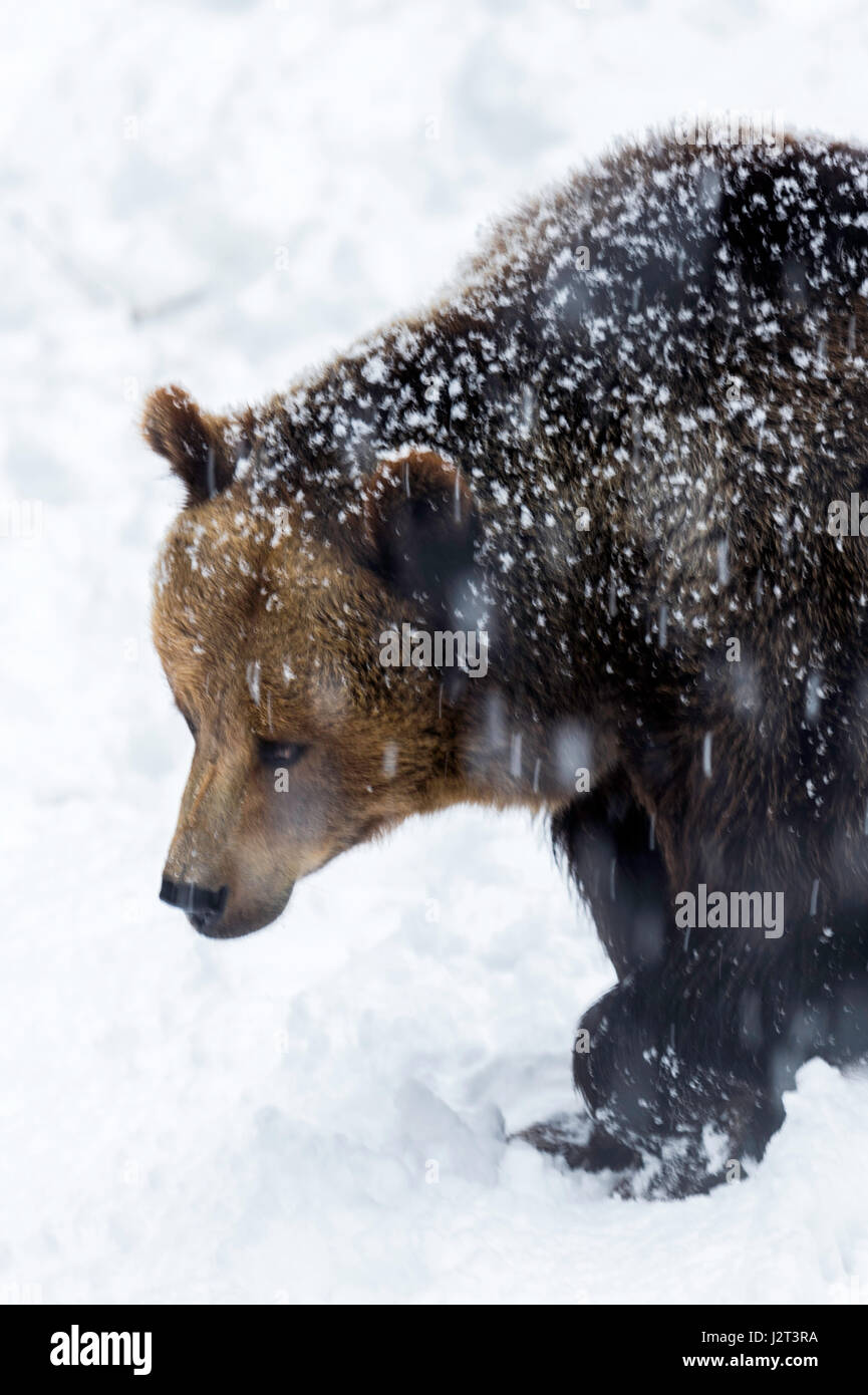 Unico adulto femmina Eurasian l'orso bruno (Ursus arctos) serpeggianti in una metà inverno tempesta di neve. Foto Stock