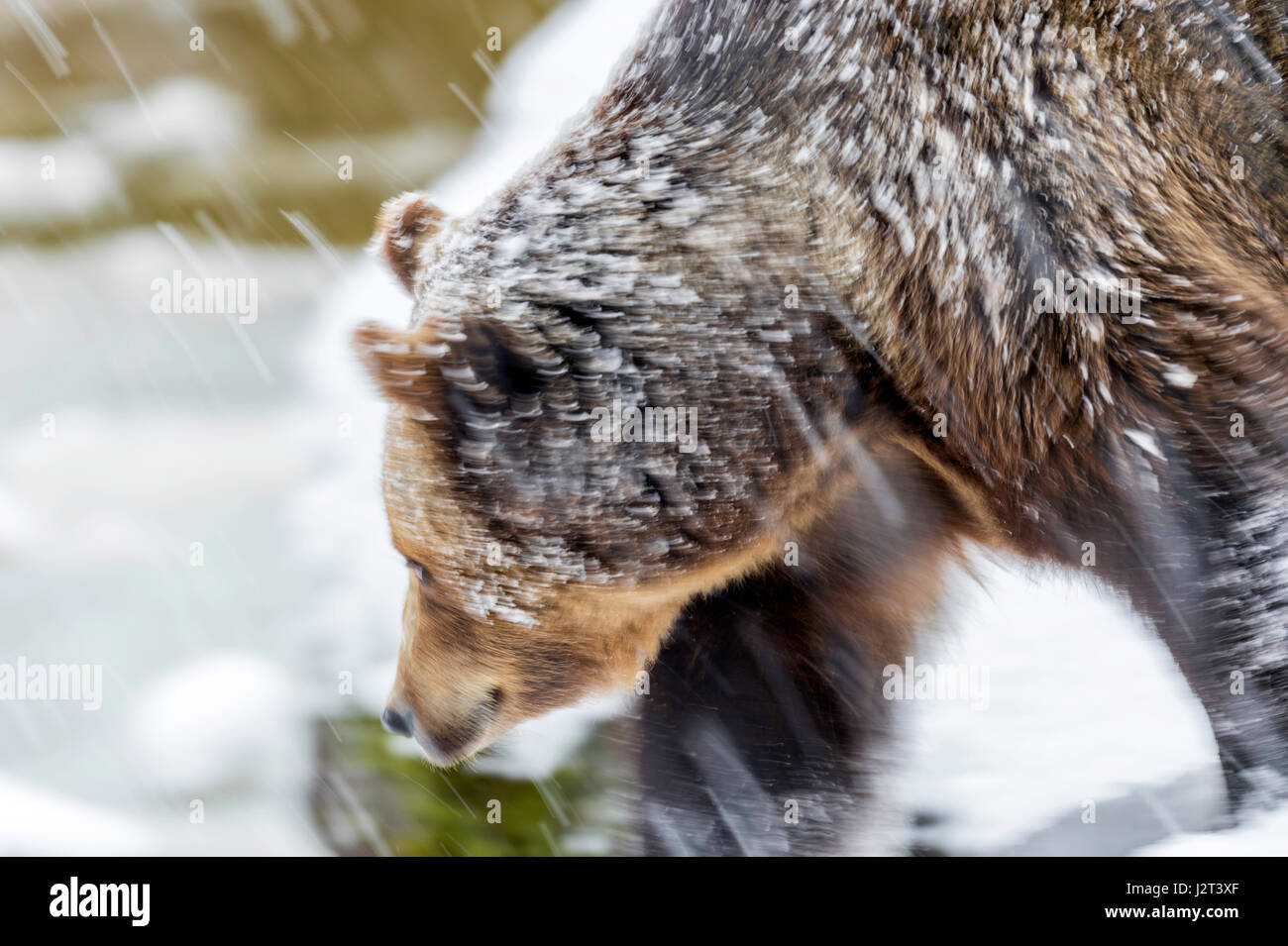 Unico adulto femmina Eurasian l'orso bruno (Ursus arctos) serpeggianti in una metà inverno tempesta di neve. Foto Stock