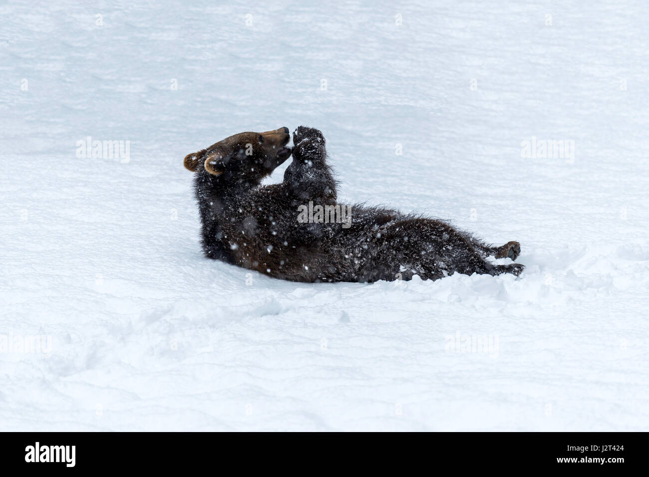 Unico marrone eurasiatica Bear Cub (Ursus arctos) scorazzare in un inverno tempesta di neve. Foto Stock