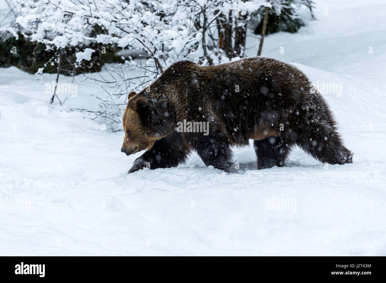 Unico adulto femmina Eurasian l'orso bruno (Ursus arctos) serpeggianti in inverno una tempesta di neve. Foto Stock