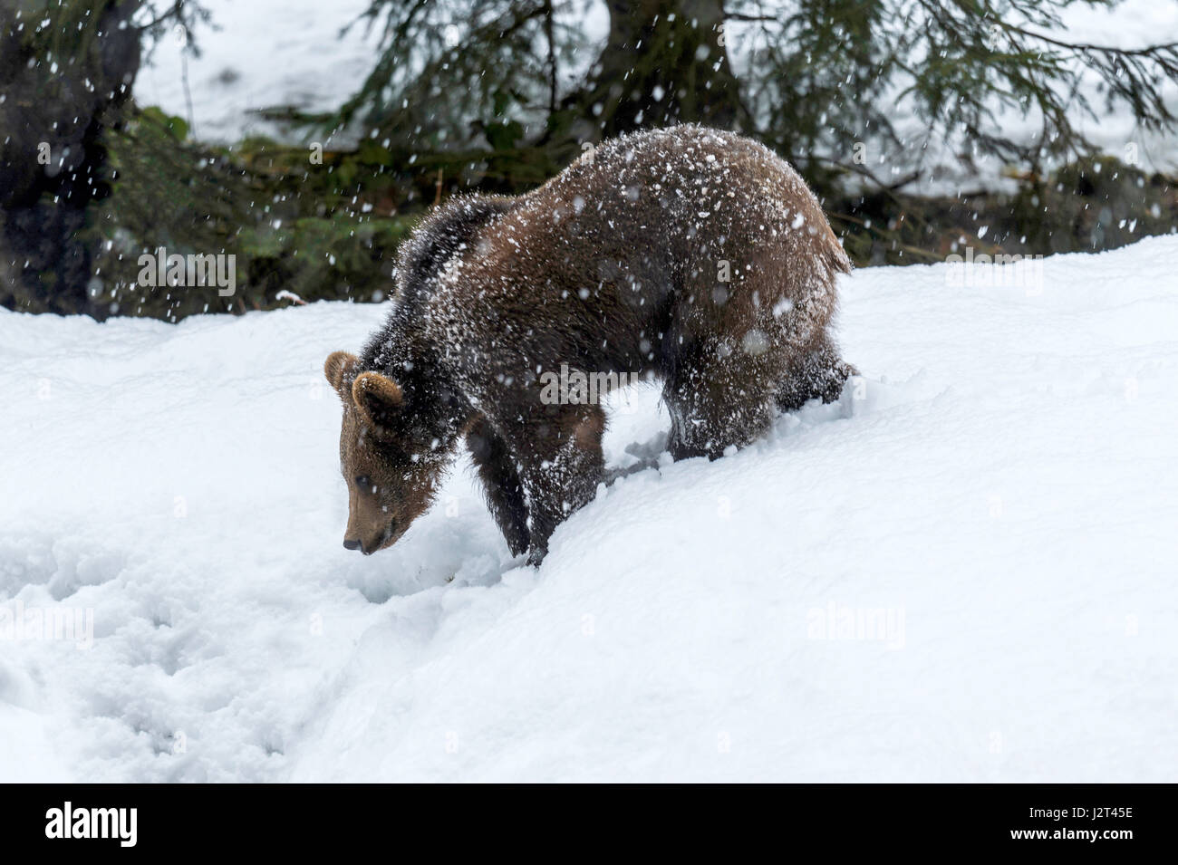 Giovani Eurasian Brown Bear Cub (Ursus arctos) rappresentata rovistando in un inverno tempesta di neve. Foto Stock