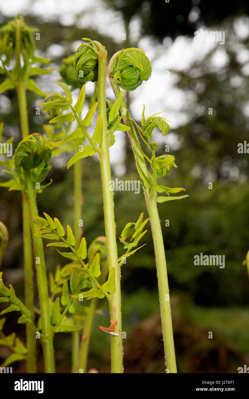 Hyacinthoides non scripta (bluebell) fiori attorno alla fioritura da gambi freschi. Foto Stock