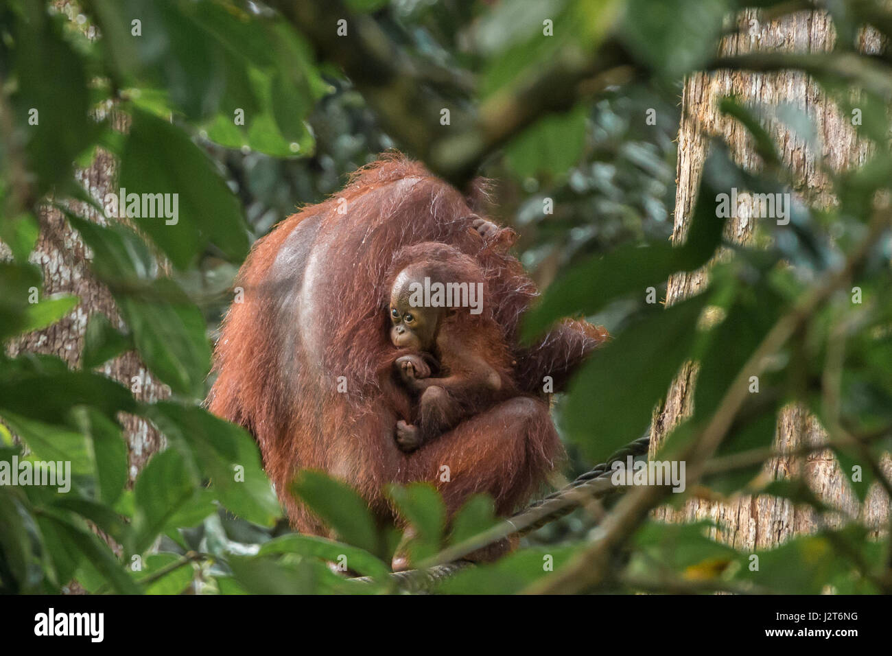 In pericolo critico Bornean orangutan (Pongo pygmaeus) in una riserva vicino Sandakan, Malesia, Borneo. Foto Stock