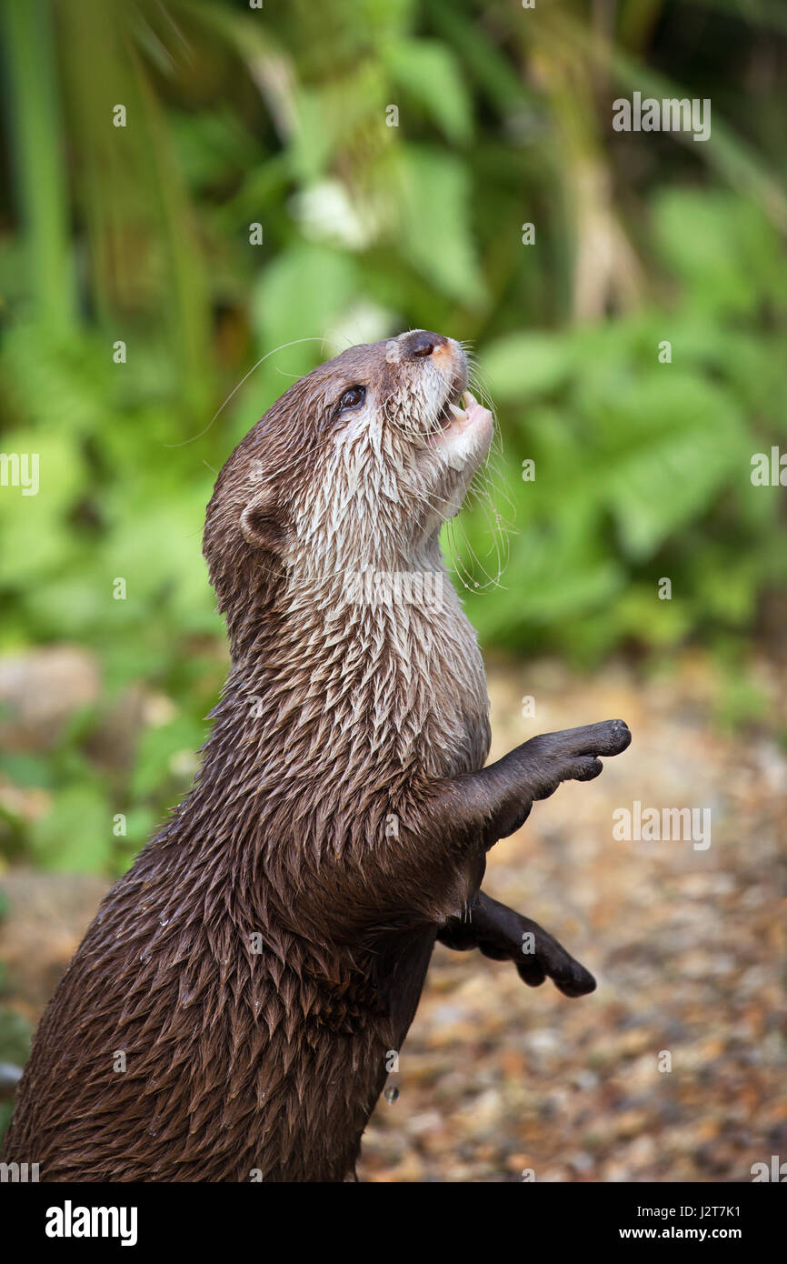 Oriental piccoli artigli di lontra in piedi sulle sue zampe posteriori. Questa è la più piccola lontra specie nel mondo ed è indigeno del welands del Sud e S Foto Stock