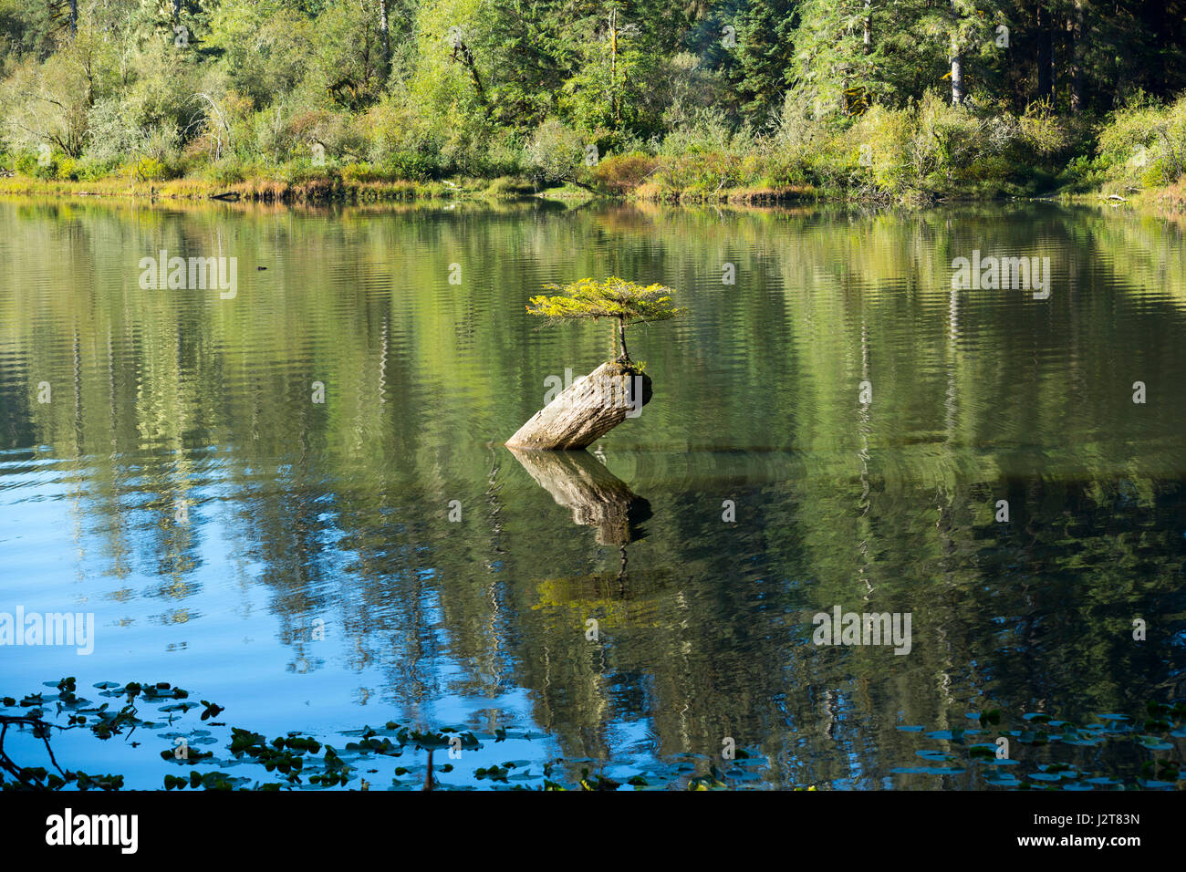 Lonely piccolo abete che vivono su un tronco di albero, Fairy lago, isola di Vancouver, Canada Foto Stock