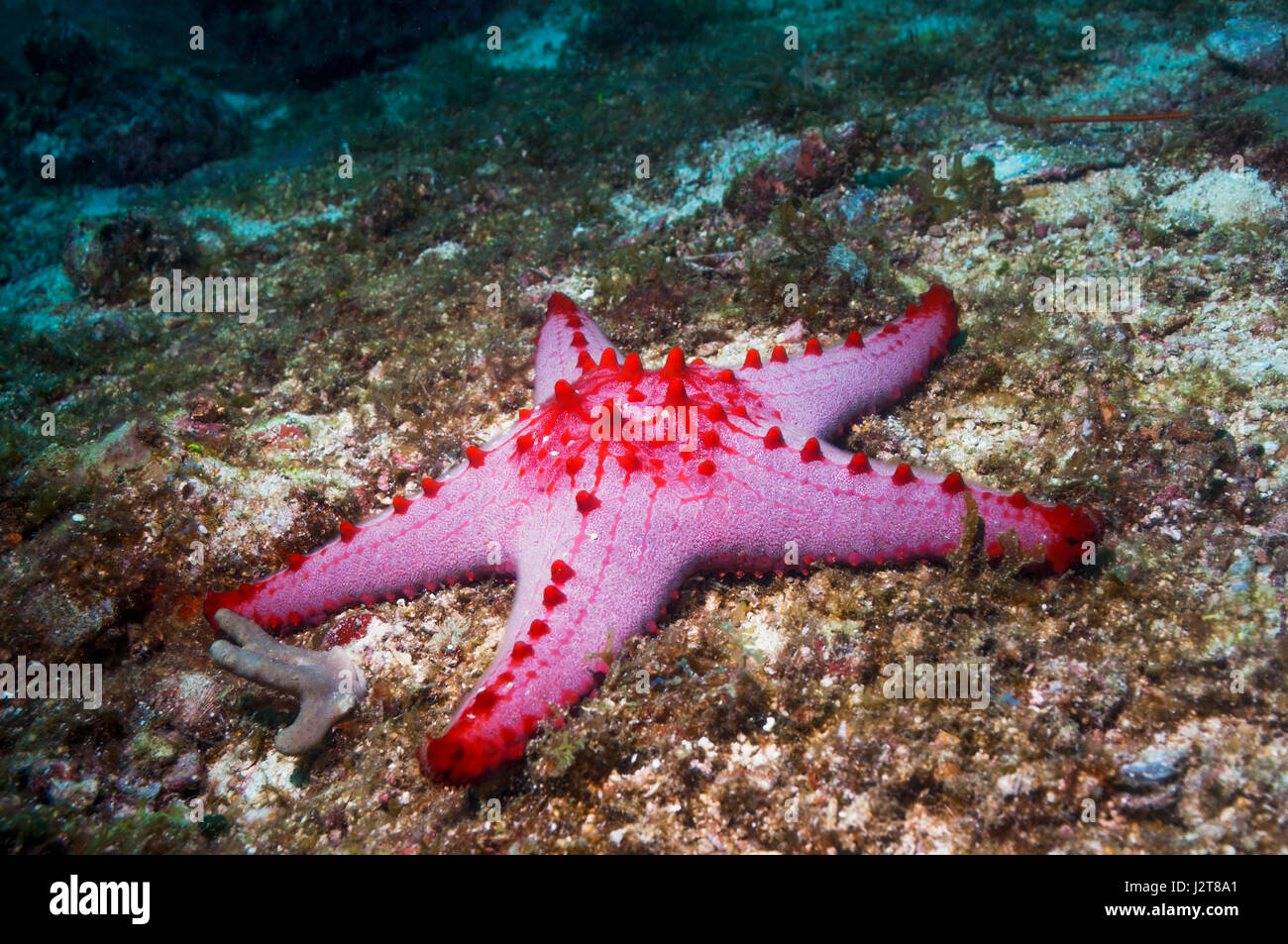 Favo di miele o cuscino stelle marine [Pentaceraster alveolatus]. Oreasteridae. Cebu, Malapascua Island, Filippine. Foto Stock