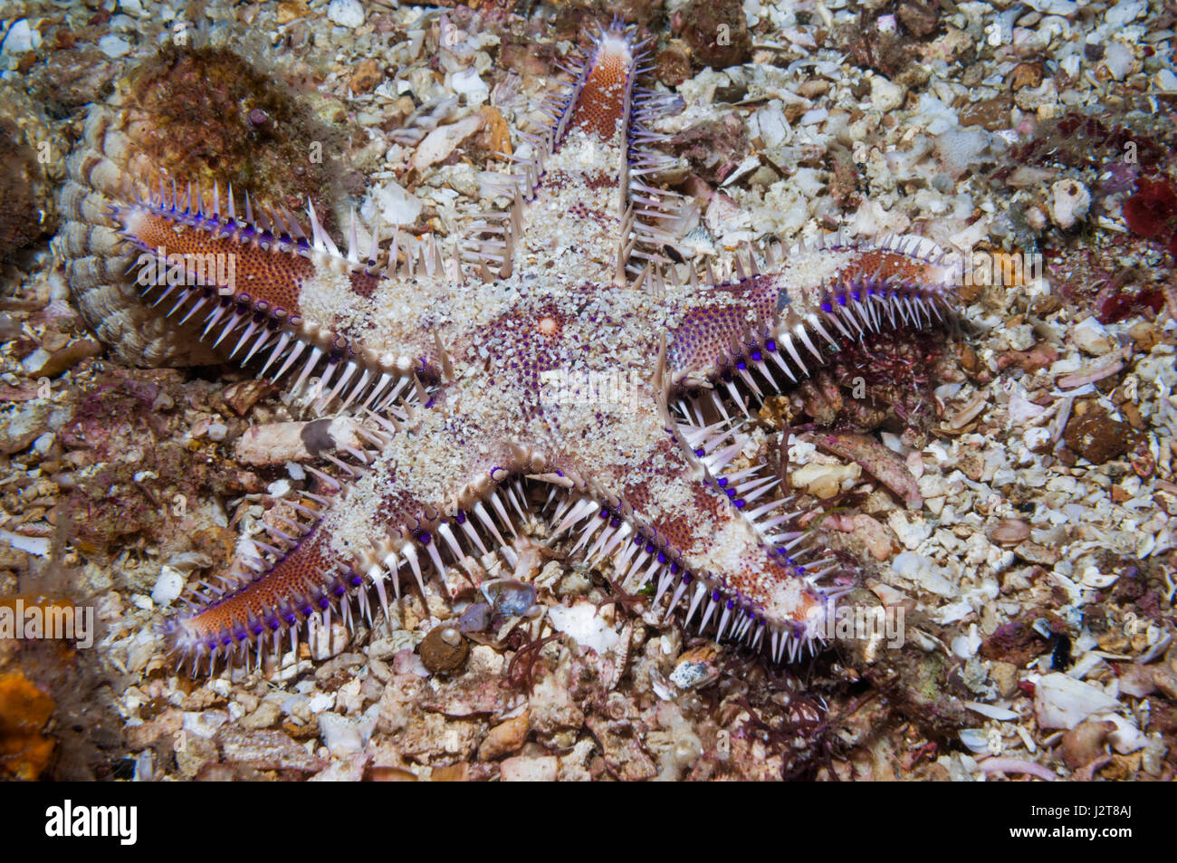 Starfish spinoso [Astropecten sp.]. Cebu, Malapascua Island, Filippine. Foto Stock