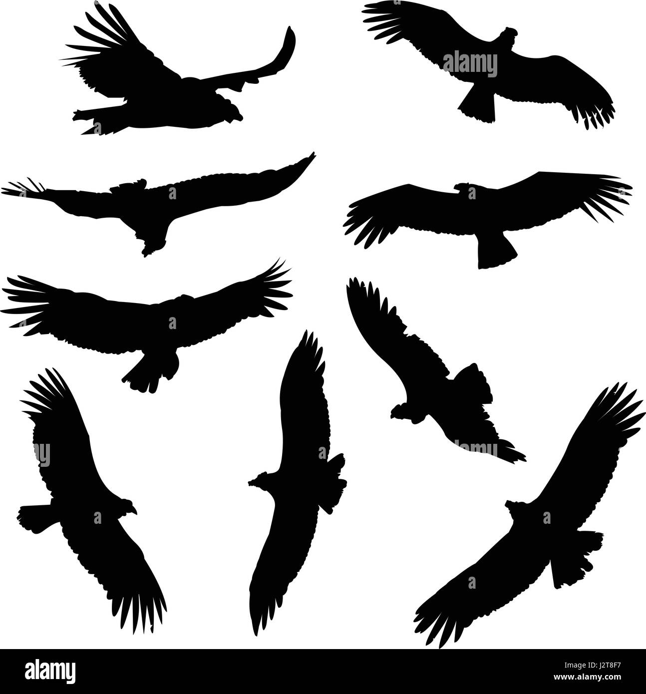 Raccolta di condor sagome, in volo. Illustrazione Vettoriale
