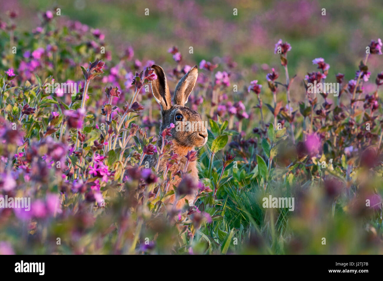 Norfolk, Regno Unito. Il 1 maggio, 2017. Regno Unito Meteo. Brown lepre Lepus europaeus tra campo di Rosso Campion a Burnham Market North Norfolk il giorno di maggio Credito: David Tipling Photo Library/Alamy Live News Foto Stock