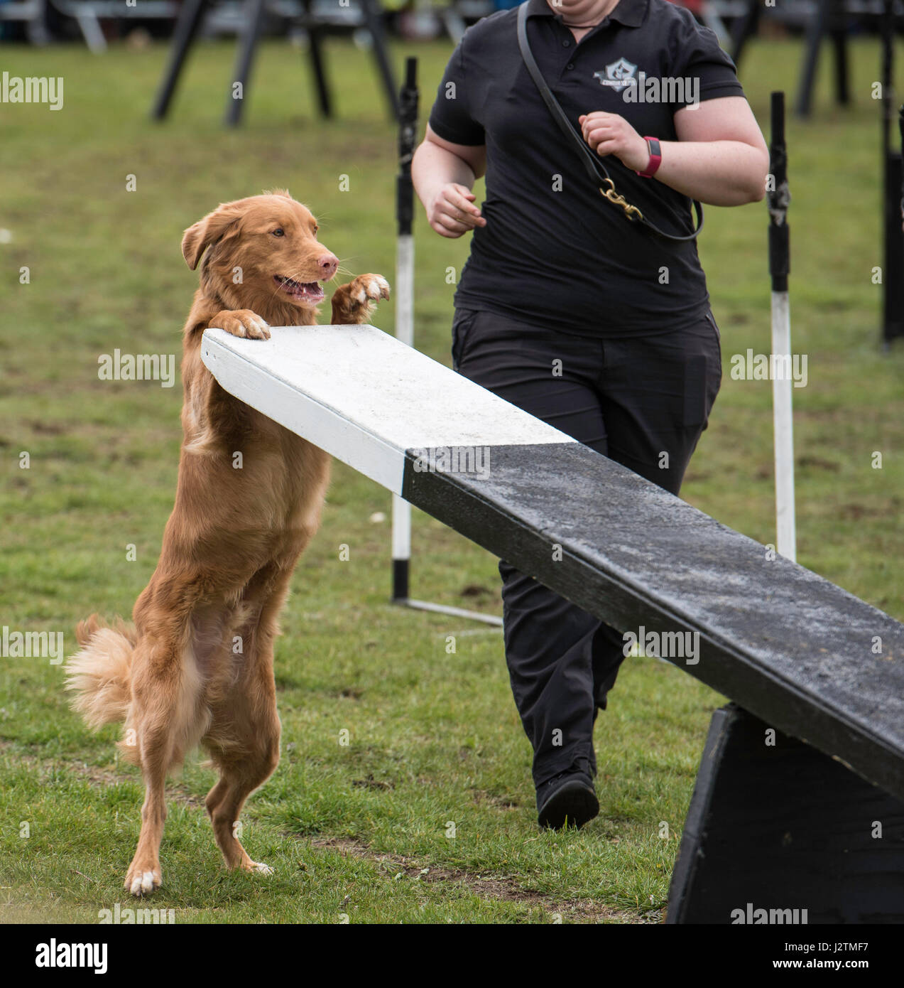 Brentwood, Essex, 1 maggio 2017. Dog agilità con la conquista K9 Team Display a Robin Hood Paese mostrano, Brentwood, esse Credit: Ian Davidson/Alamy Live News Foto Stock