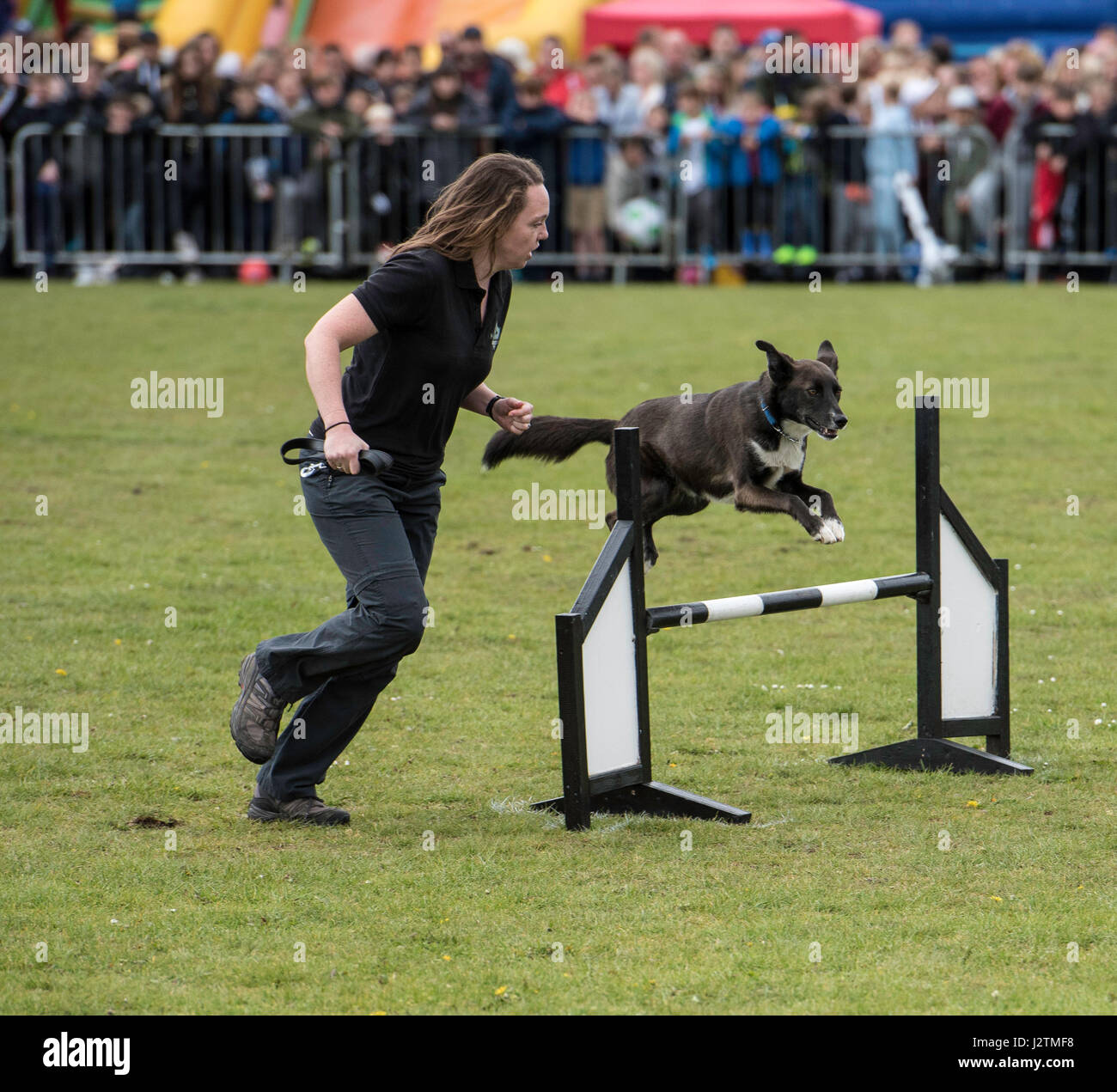 Brentwood, Essex, 1 maggio 2017. Dog agilità con la conquista K9 Team Display a Robin Hood Paese mostrano, Brentwood, esse Credit: Ian Davidson/Alamy Live News Foto Stock