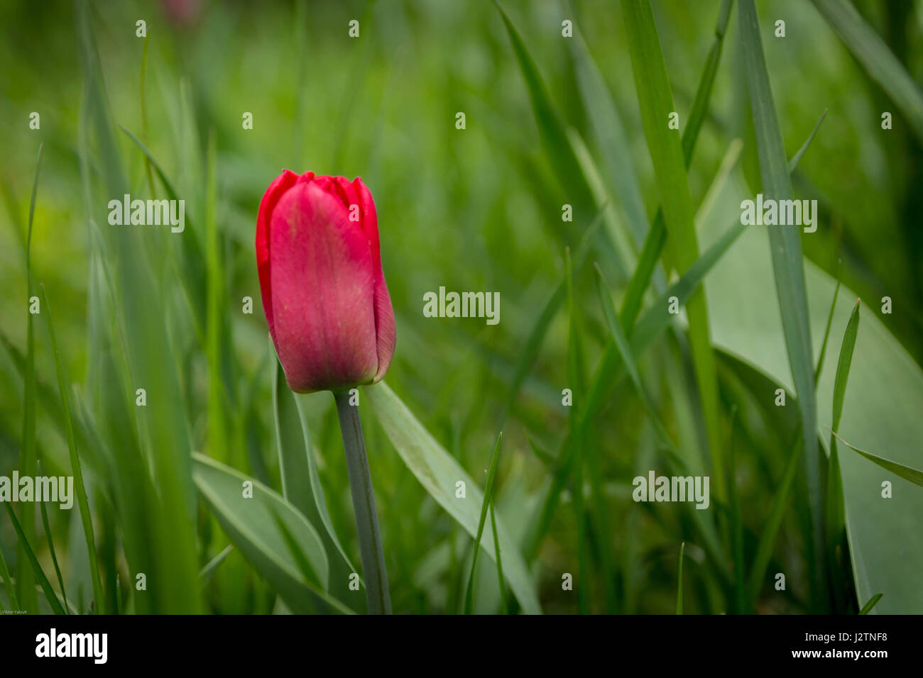 Single tulip nell'erba. Red tulip. Foto Stock